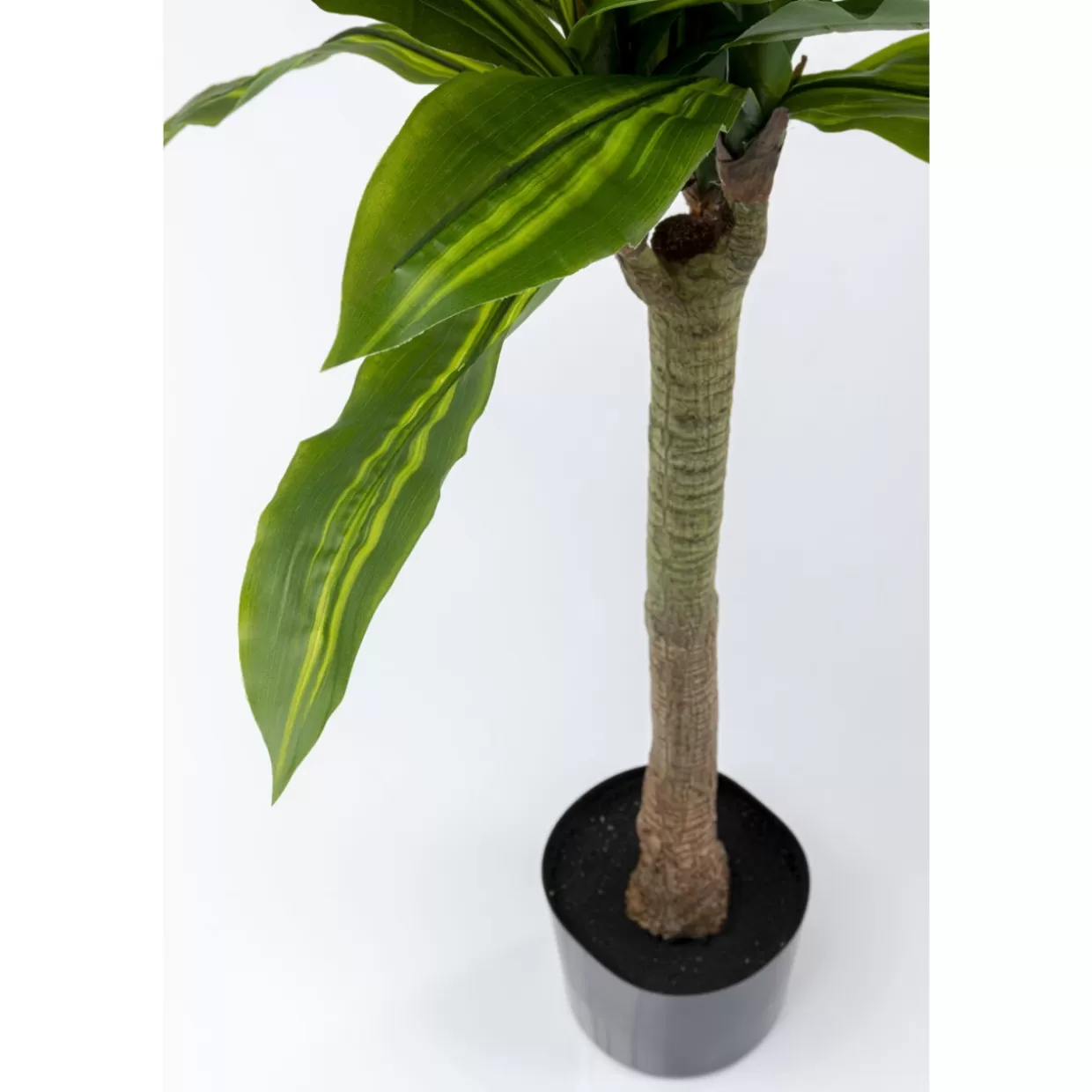 KARE Design Deko & Geschenkartikel | Deko Pflanze Dracaena Fragrans 180Cm