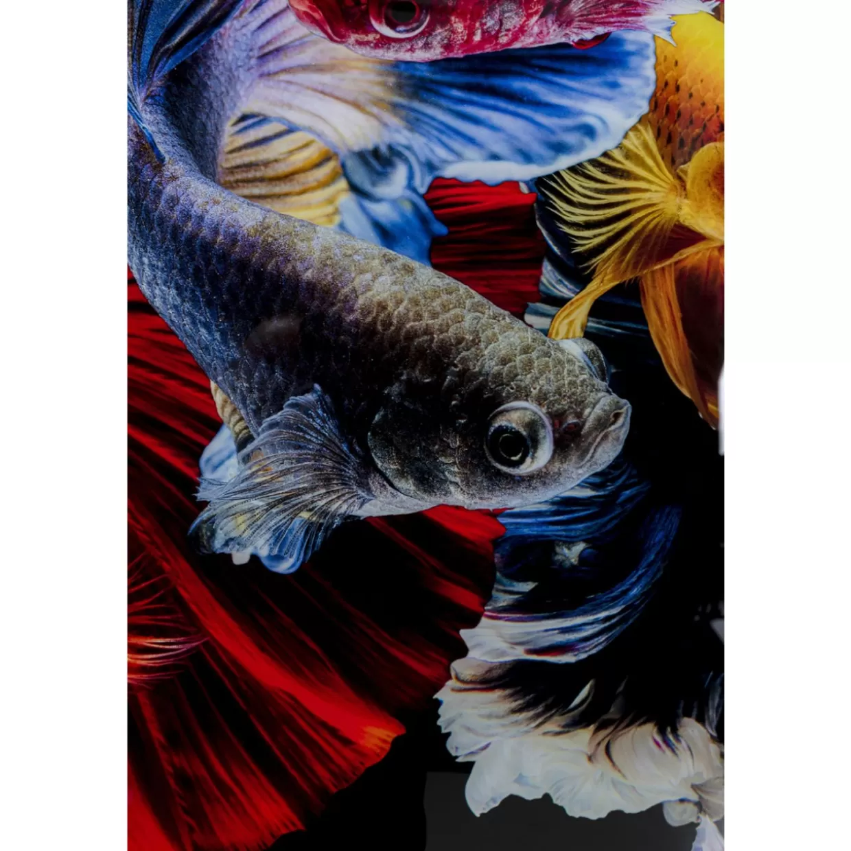 KARE Design Bilder | Glasbild Colorful Swarm Fish 120X120Cm